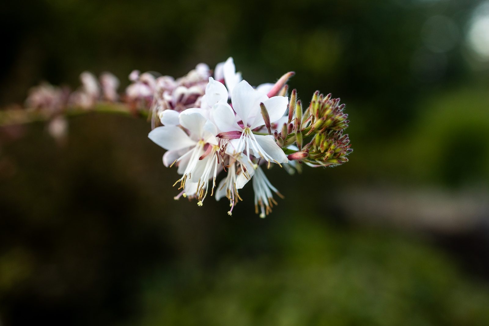 The garden, doing its part